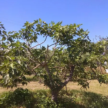 Olive Mare Holidays Nea Irakleia