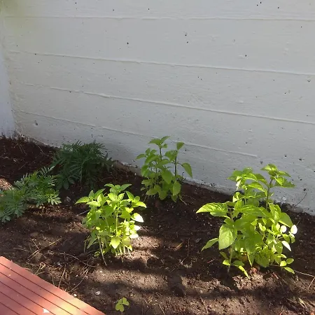 Olive Mare Holidays Lägenhet *