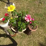 Olive Mare Holidays Nea Iraklia