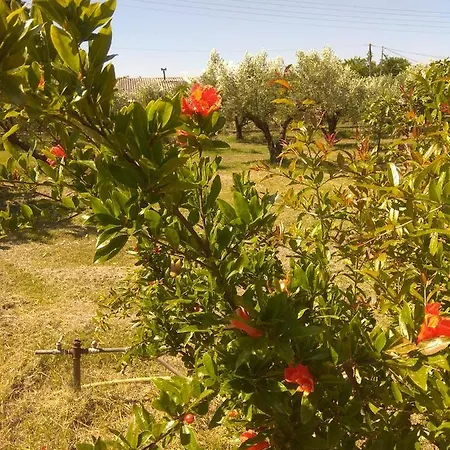 Olive Mare Holidays Lejlighed Néa Irákleia