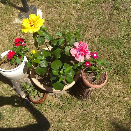 Olive Mare Holidays ネア・イラクリア