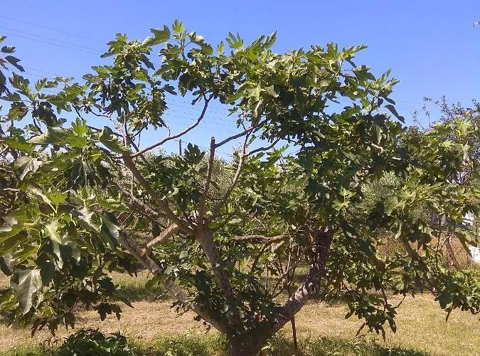 Olive Mare Holidays Nea Iraklia