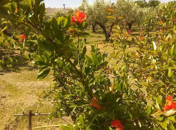 Olive Mare Holidays Daire Nea Iraklia