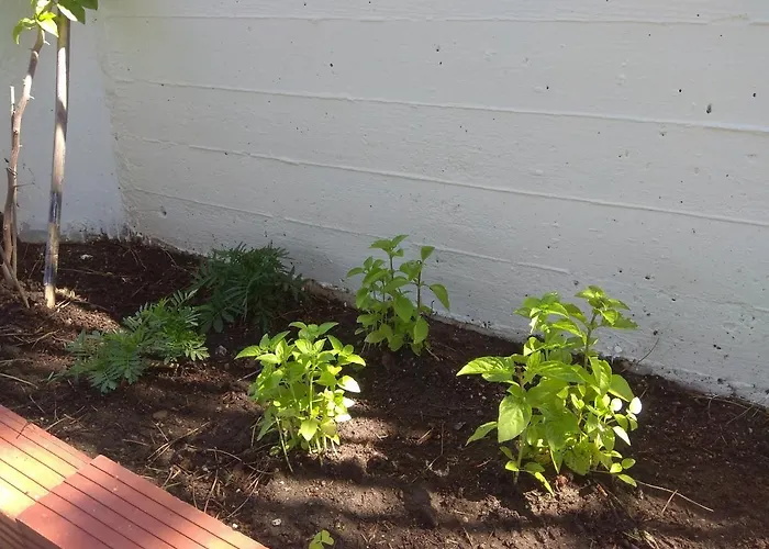 Olive Mare Holidays Daire *