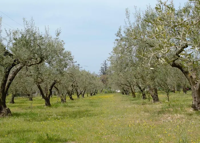 Olive Mare Holidays *