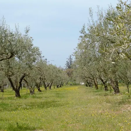 Olive Mare Holidays *